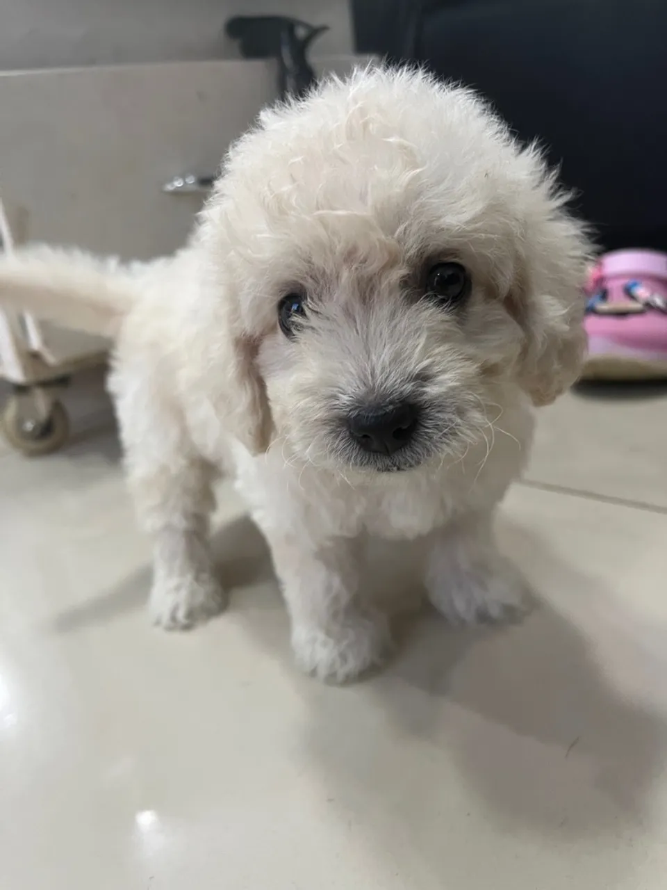 Filhote de Poodle - Peludo e Charmoso