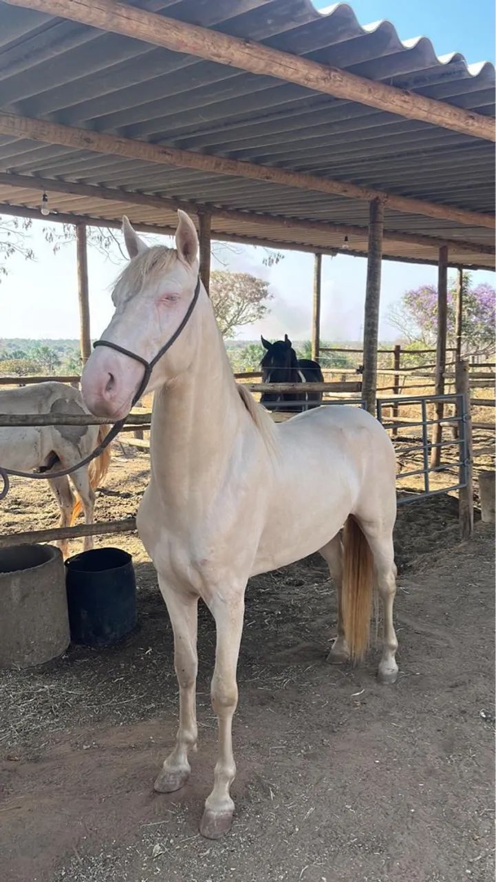 Cavalo Albino raro manga larga marchador  - Foto 2