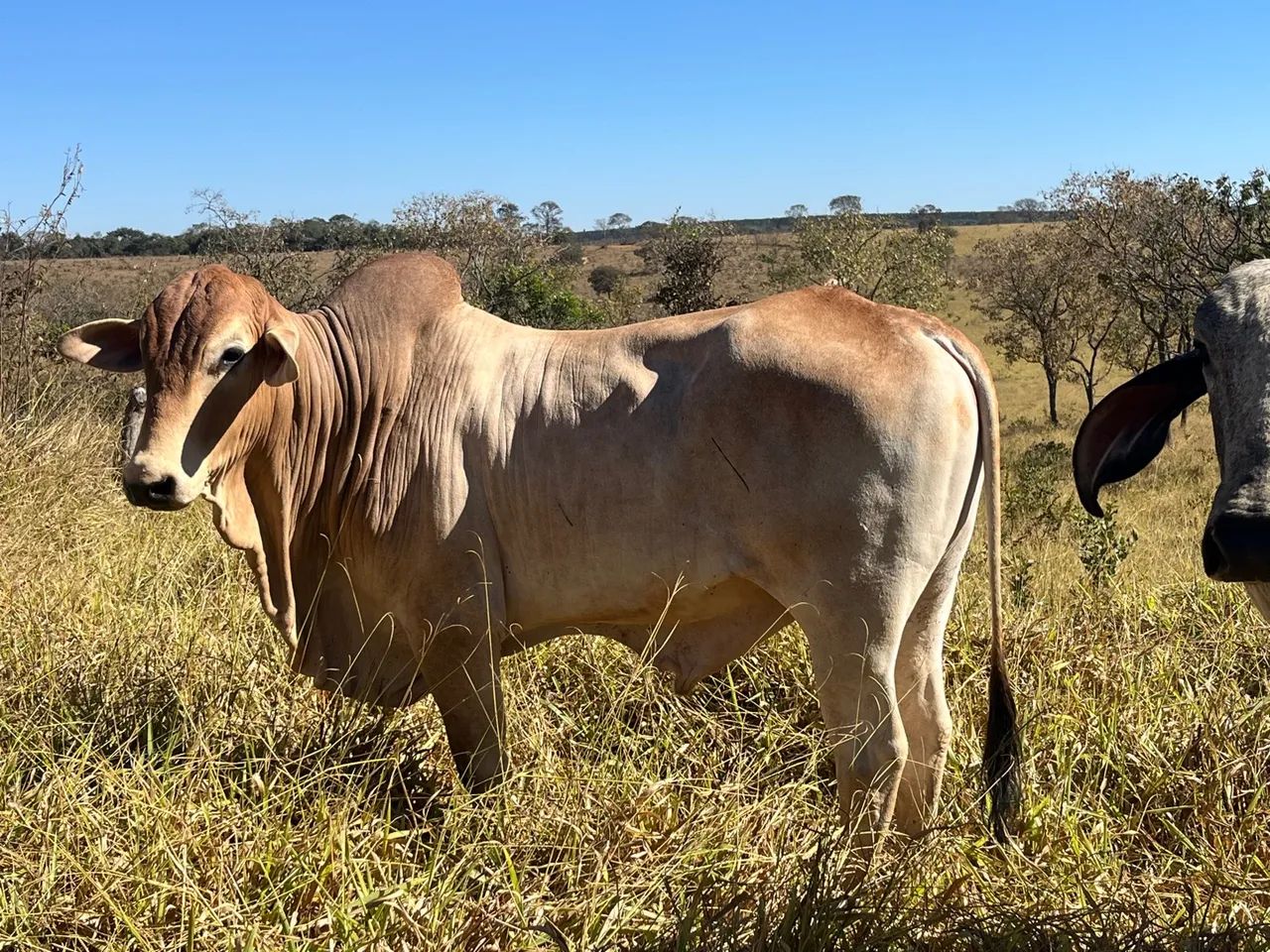 Boi reprodutor  - Foto 2