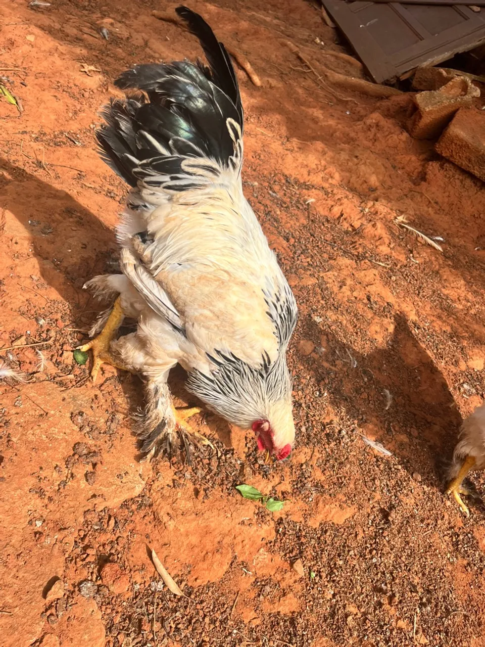 Galinha Ornamental Brahma
