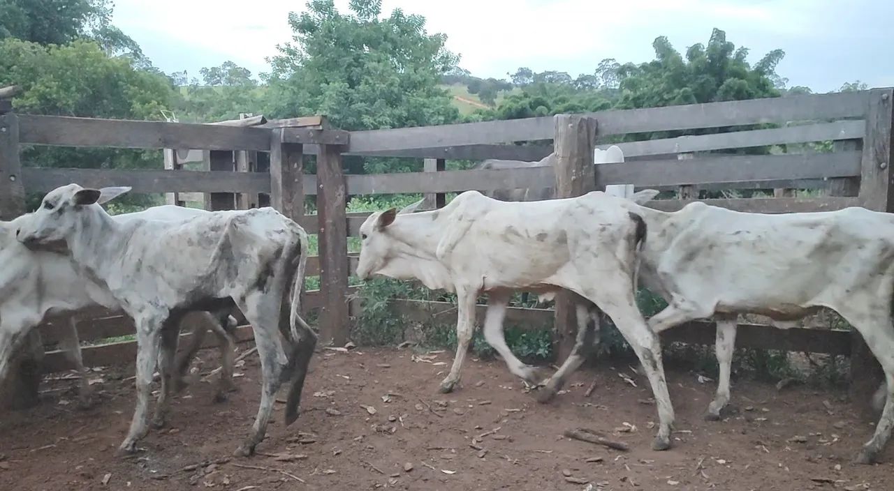 11 bezerras nelore (Anápolis) - Foto 3