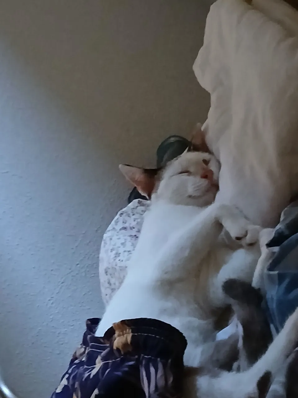 Gata pra doação
