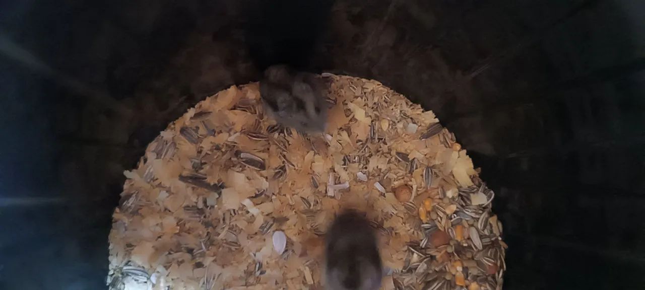 Hamsters com gaiola  - Foto 3