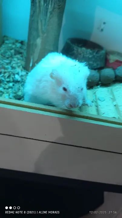 Hamster Anão Branco 40,00 - Foto 2