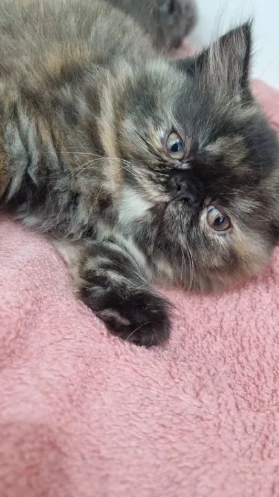 Filhote persa tortie escamada fêmea disponível 