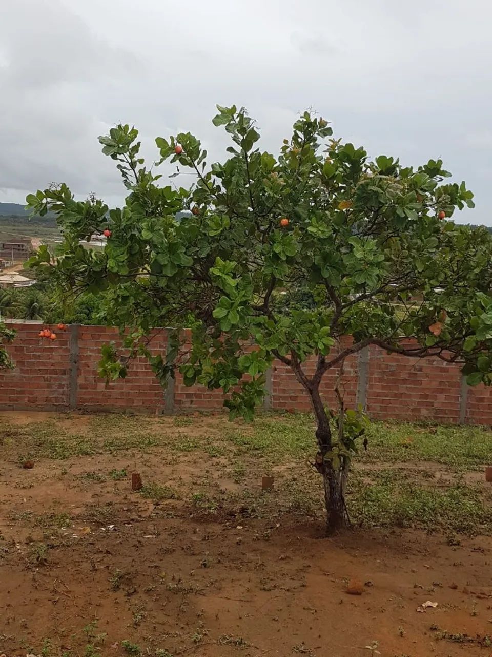 Terreno em barra de jacuipe  - Foto 3