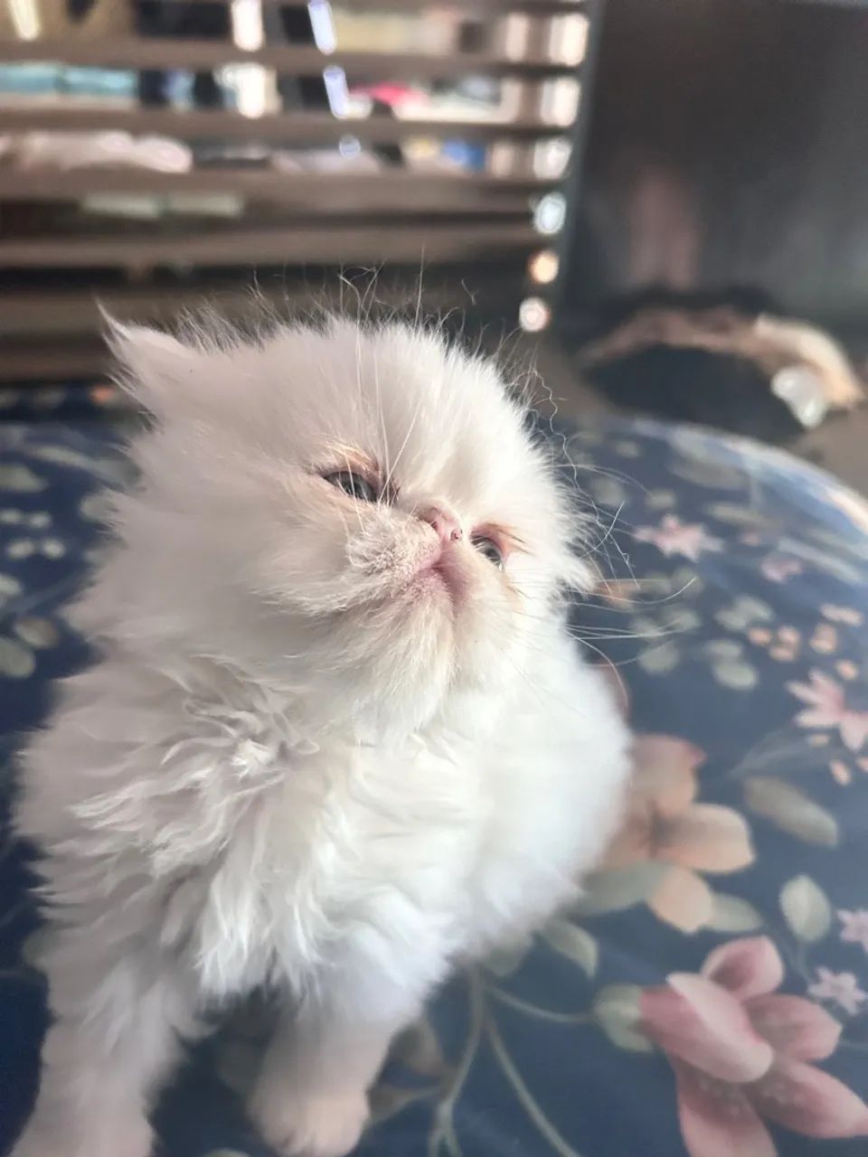 Gatinho persa filhotinhas - Foto 4