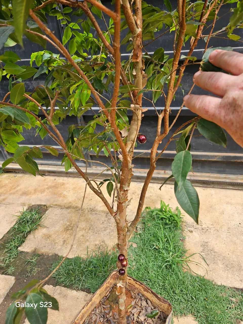 Jaboticaba produzindo  - Foto 3
