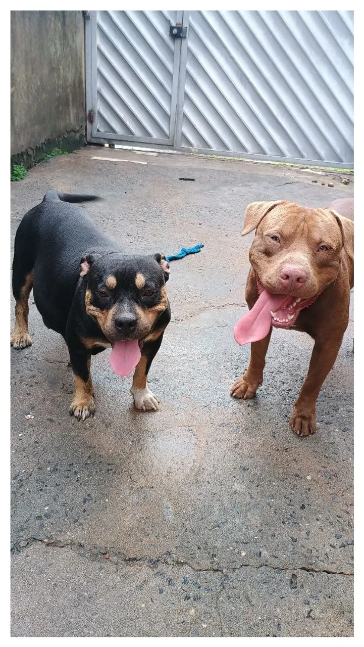 Filhote Pitbull com Américam bully!