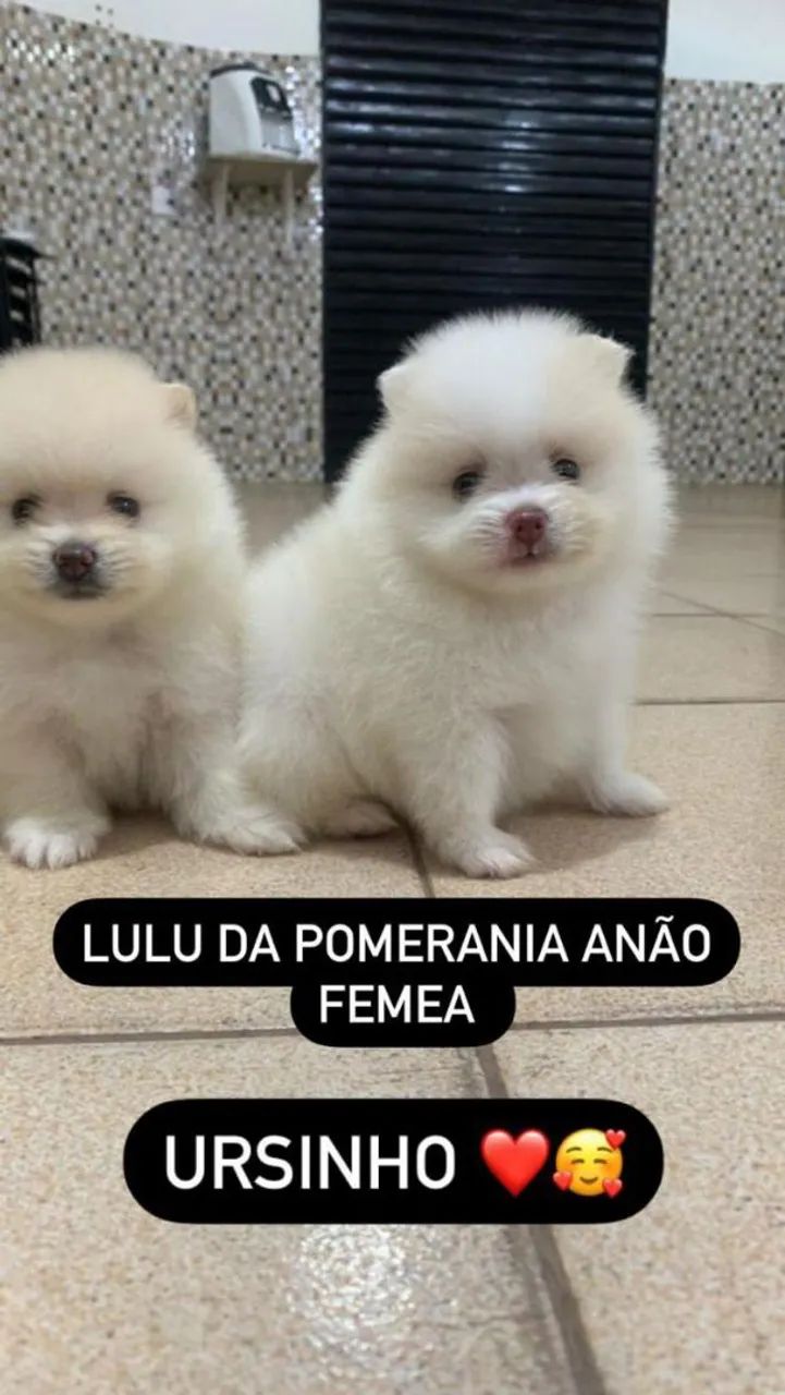 Lulu da Pomerânia Anão 
