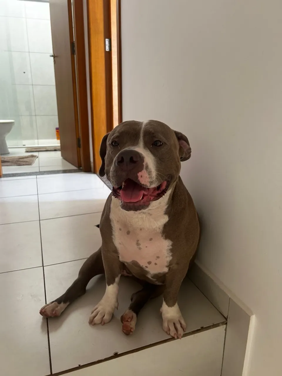Filhotes de American Buly com Pit Bull