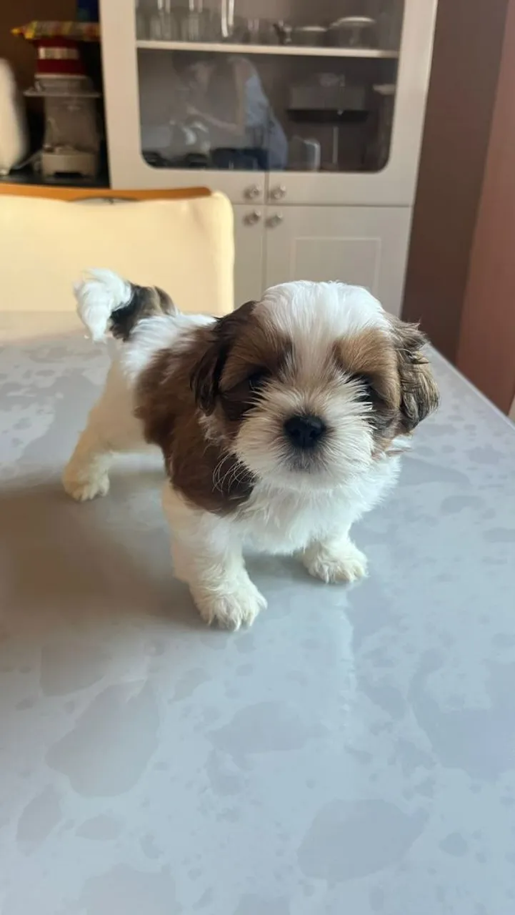 Filhote de Shih Tzu para venda