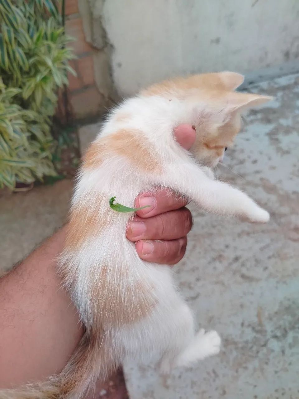 Gatinho Branco e Laranja - Adote Já!