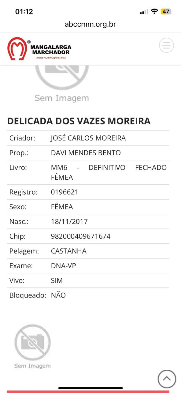 ÉGUA MANGALARGA MARAVILHOSA BATIDA - Foto 2