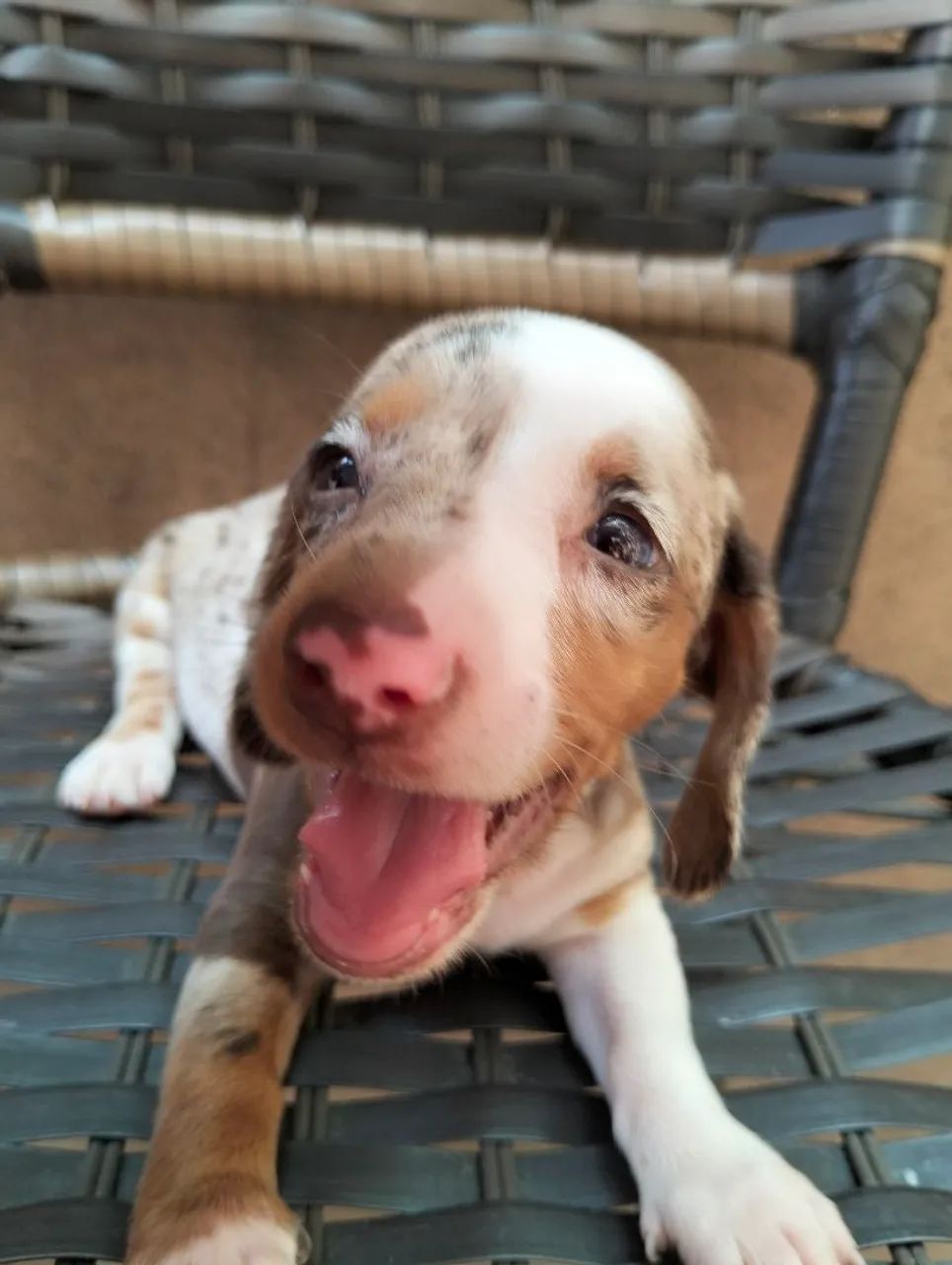 Cofap Daschund Teckel fêmea disponível 