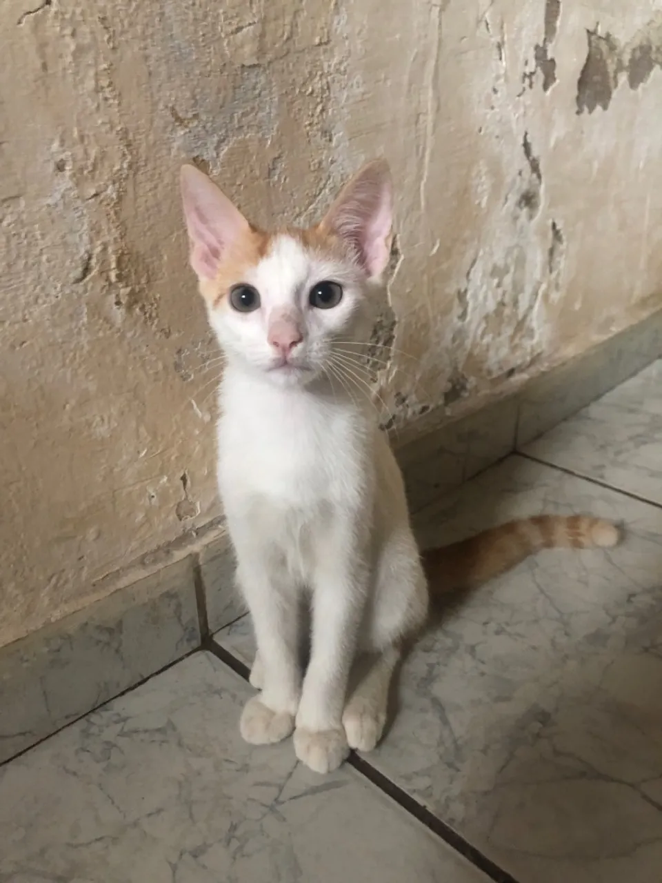 Gatinho filhote para adoção
