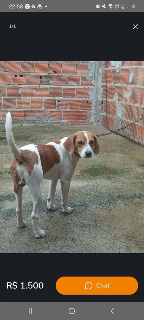 Beagle 