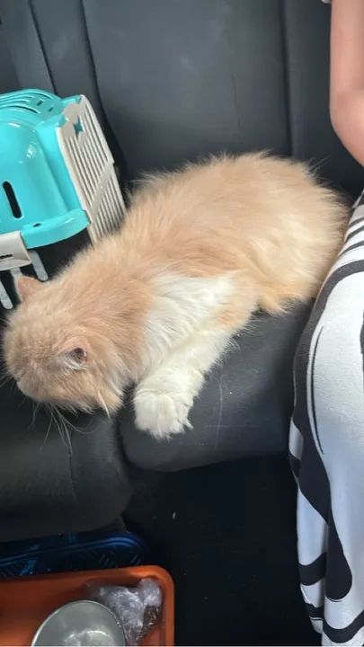 Vendo essa gata persa  - Foto 2