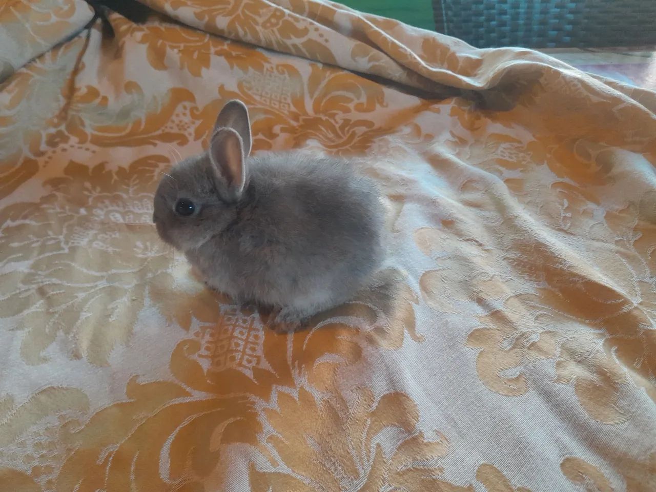 Coelhinho Netheland Dward  Menor  Raça de Coelho. - Foto 3