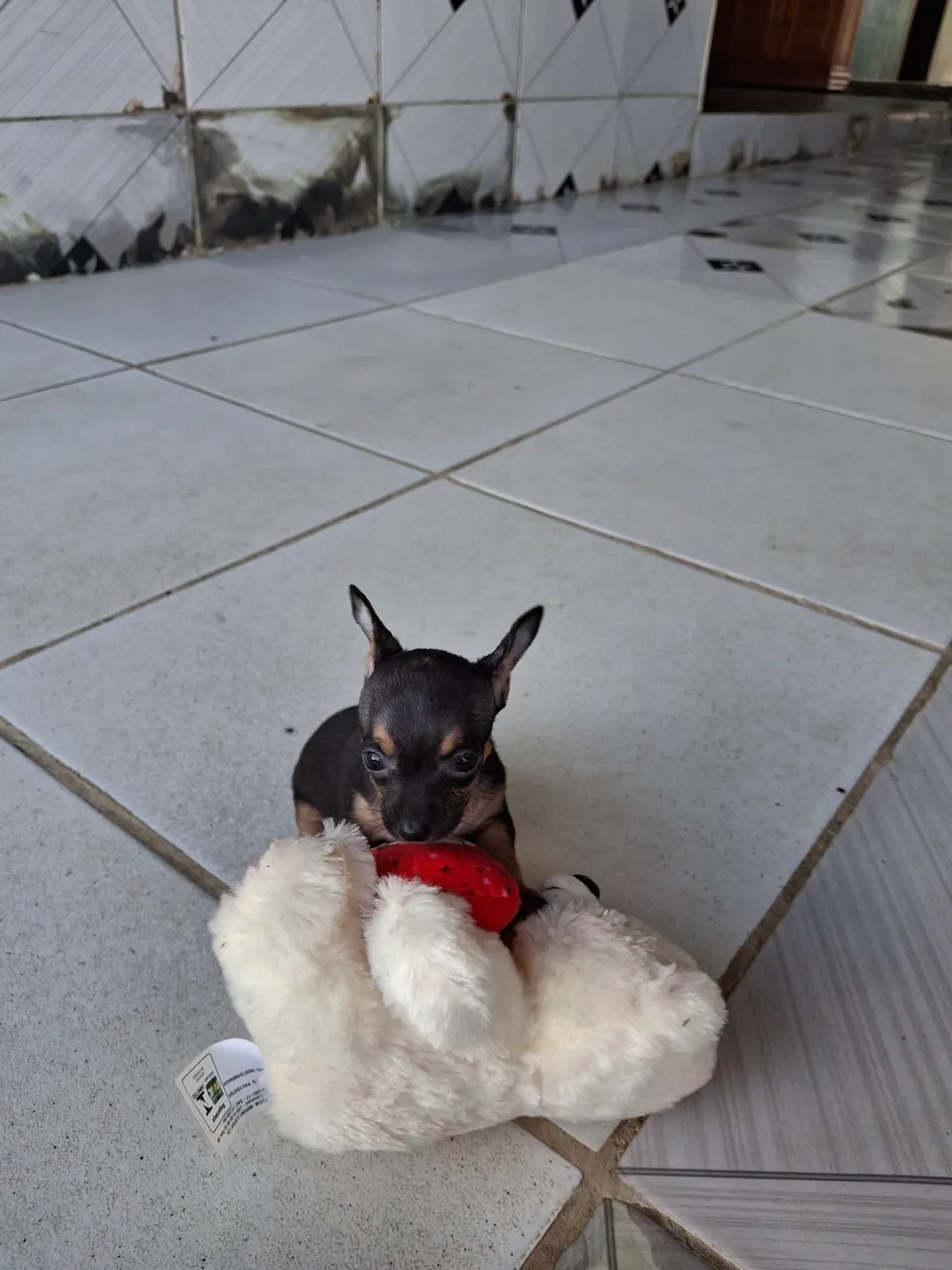 Filhote de Pinscher Miniatura - Pelúcia e Alegria!