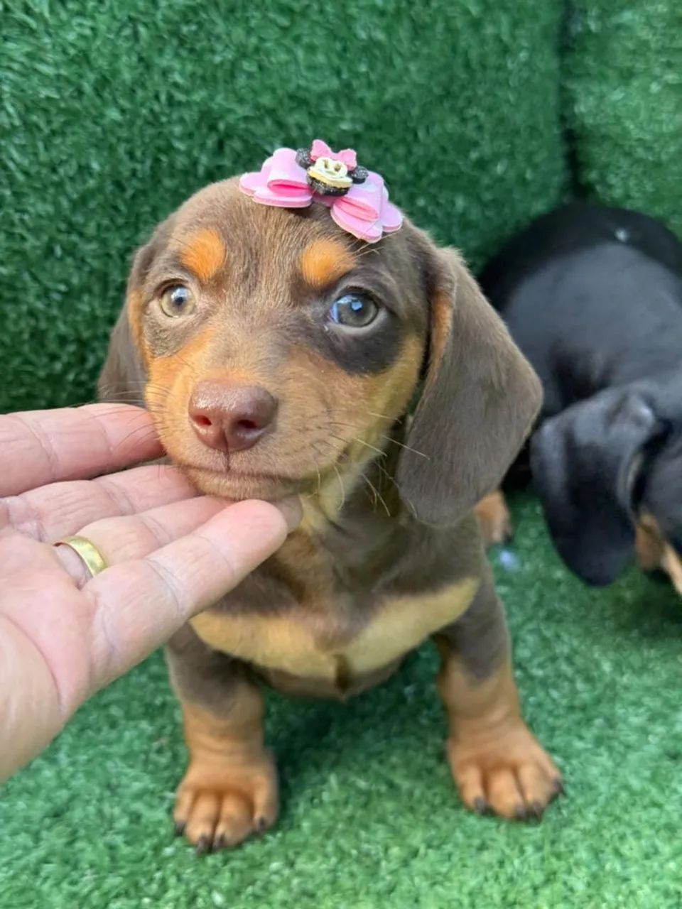 Pets Olx Dachshund Cheap Mini Dachshund Olx Top Sale