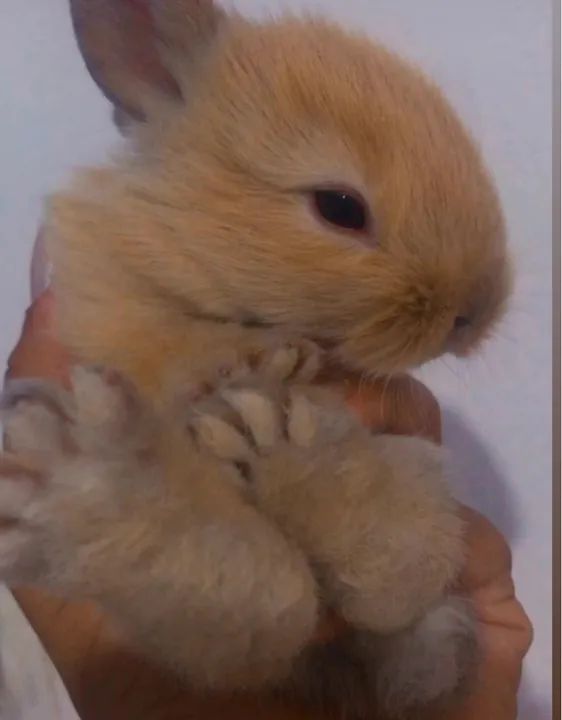 Doação de filhotes de coelho Anápolis  - Foto 4