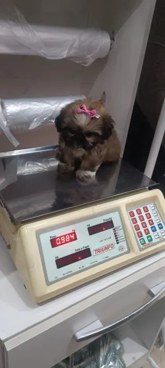 Filhote Shih Tzu fêmea disponível  - Foto 2