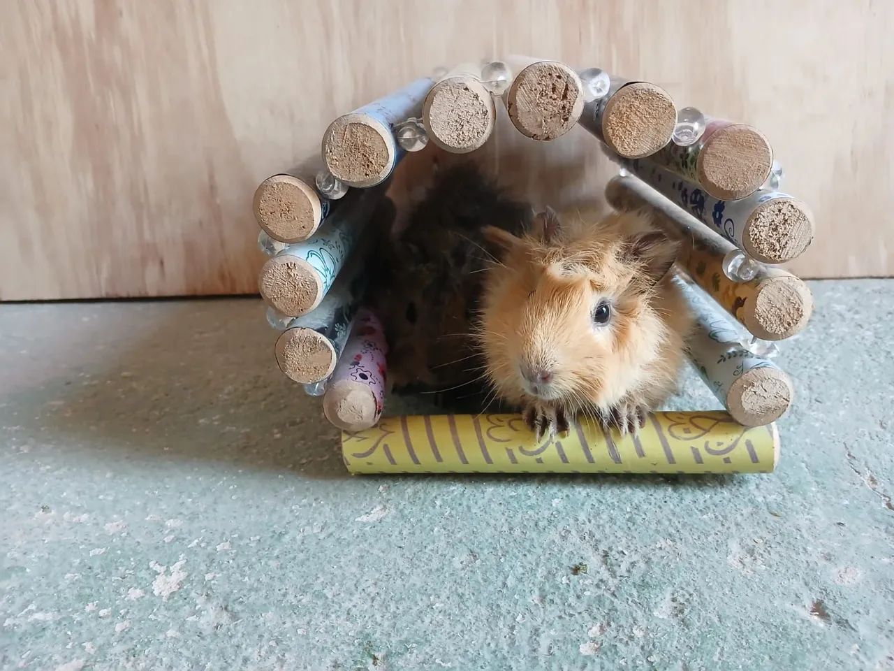 Casa para roedores, venda  - Foto 4