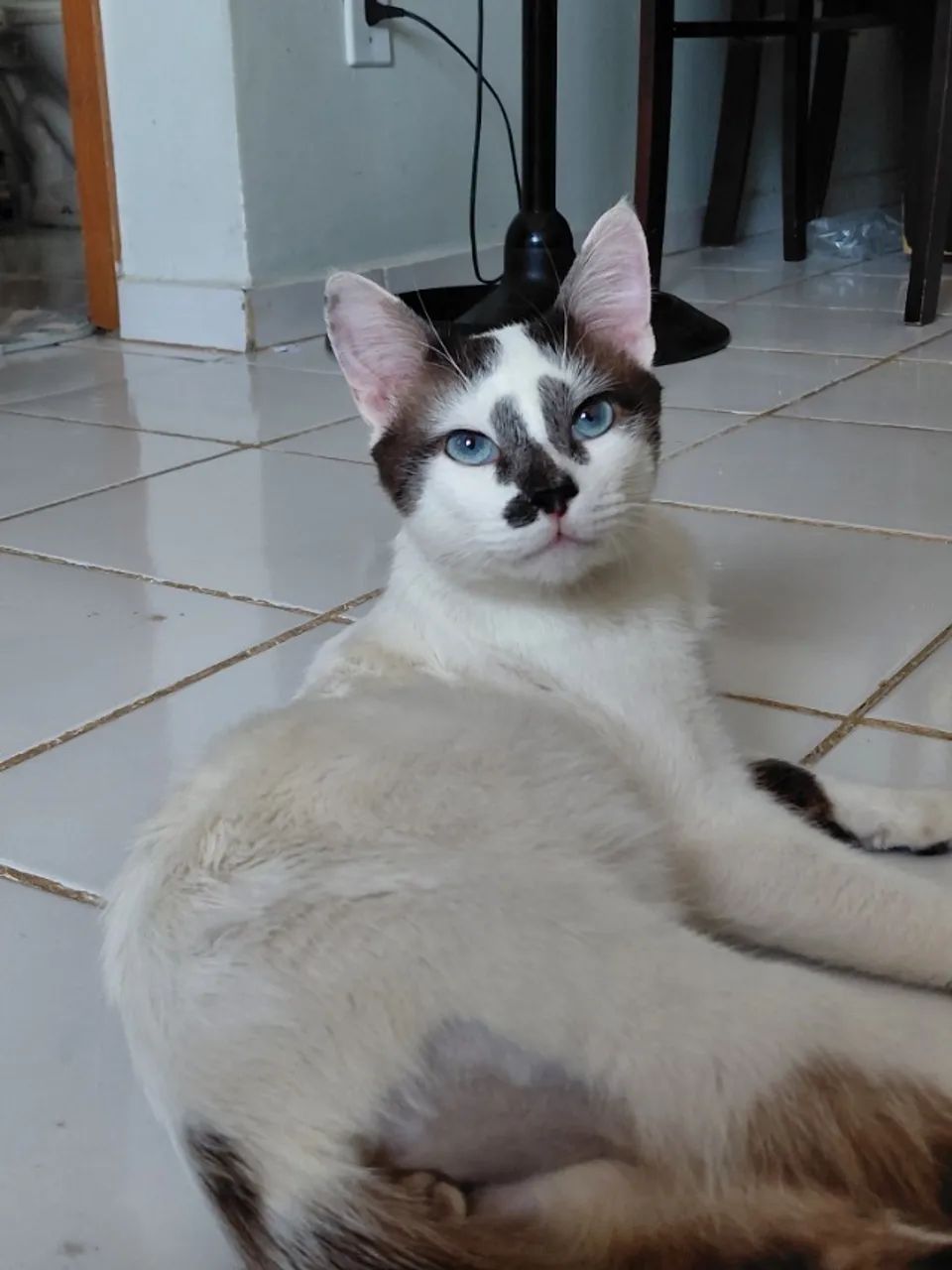 ADOCÃO RESPONSAVEL - Foto 4