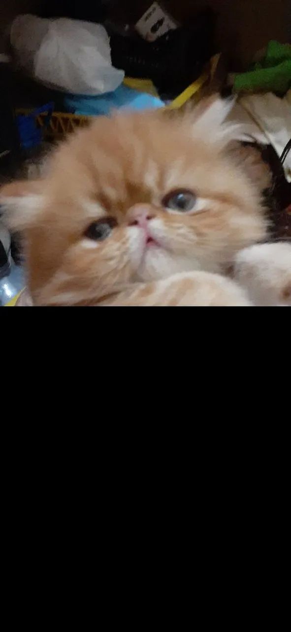 Gatinho Persa  - Foto 6