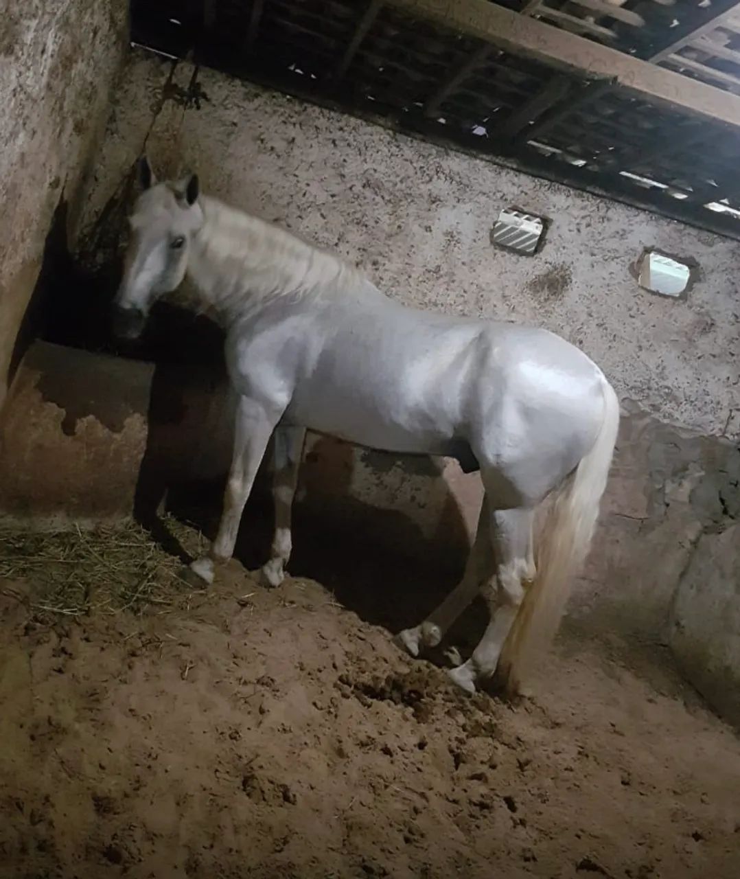 Égua Mangalarga  - Foto 3