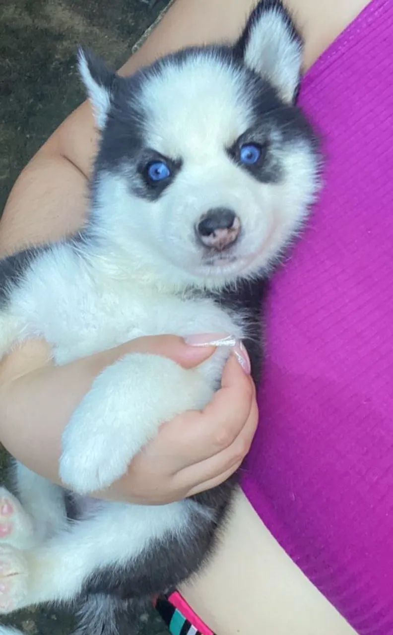 Husky siberiano 