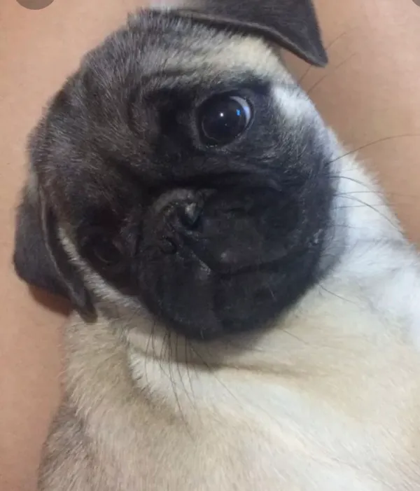 Pug com Gravata Dragon Ball