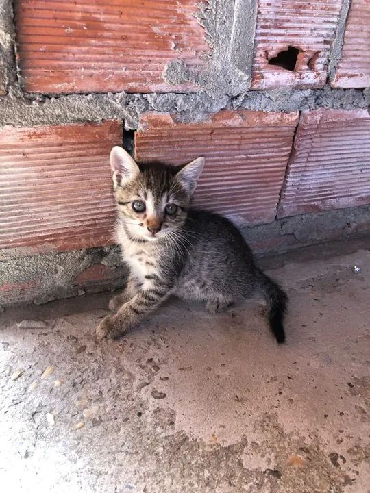 Gatos Filhotes para adoção  - Foto 2