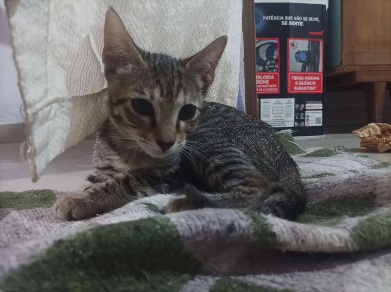 Adote uma gatinha !!