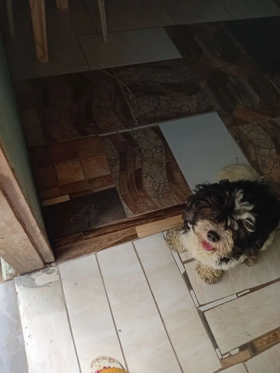 Vendo Shih Tzu  - Foto 2