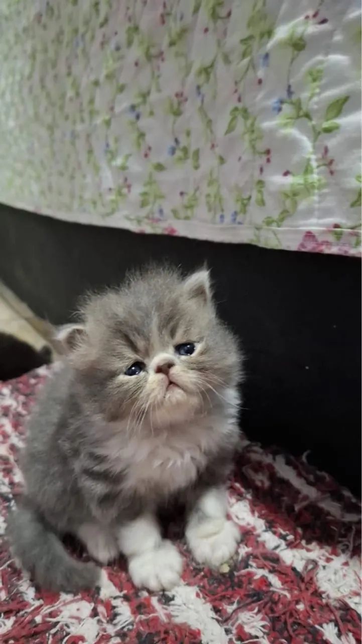 Filhote de Persa macho 