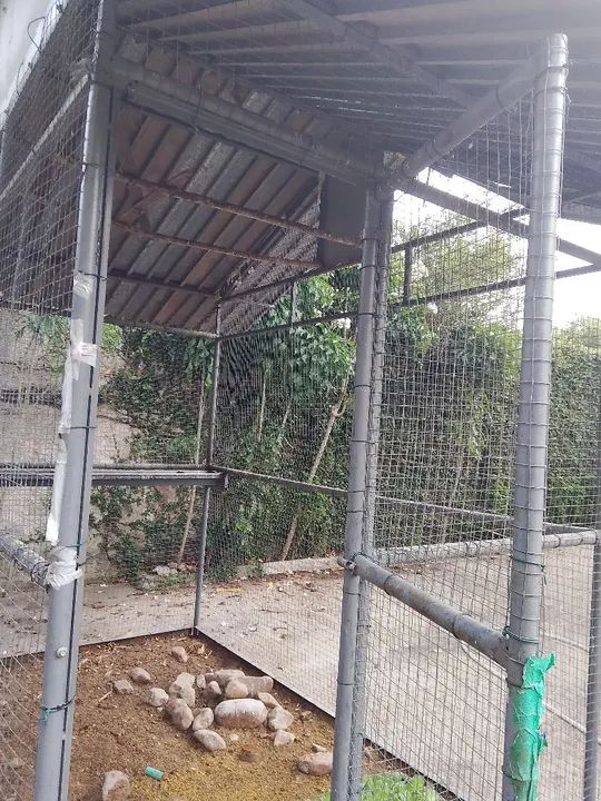 Viveiro para passaros  - Foto 4