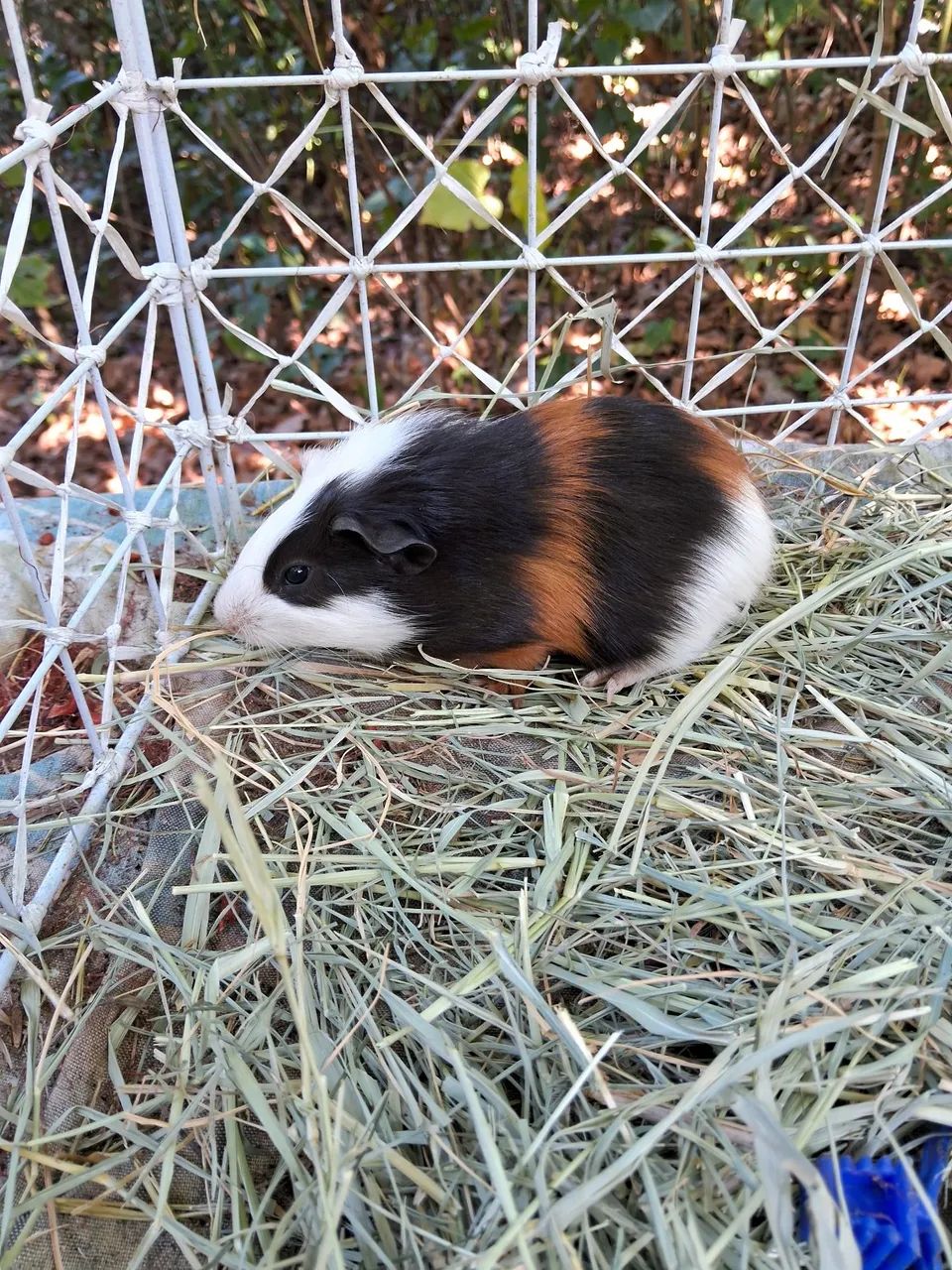 A3M- Porquinho da Índia-PROMOÇÃO  ( leia a descrição do anúncio)