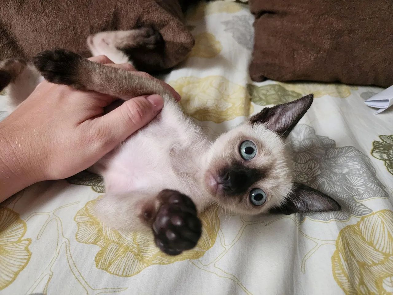 Gatinho Siamês disponível para adoção - Foto 4