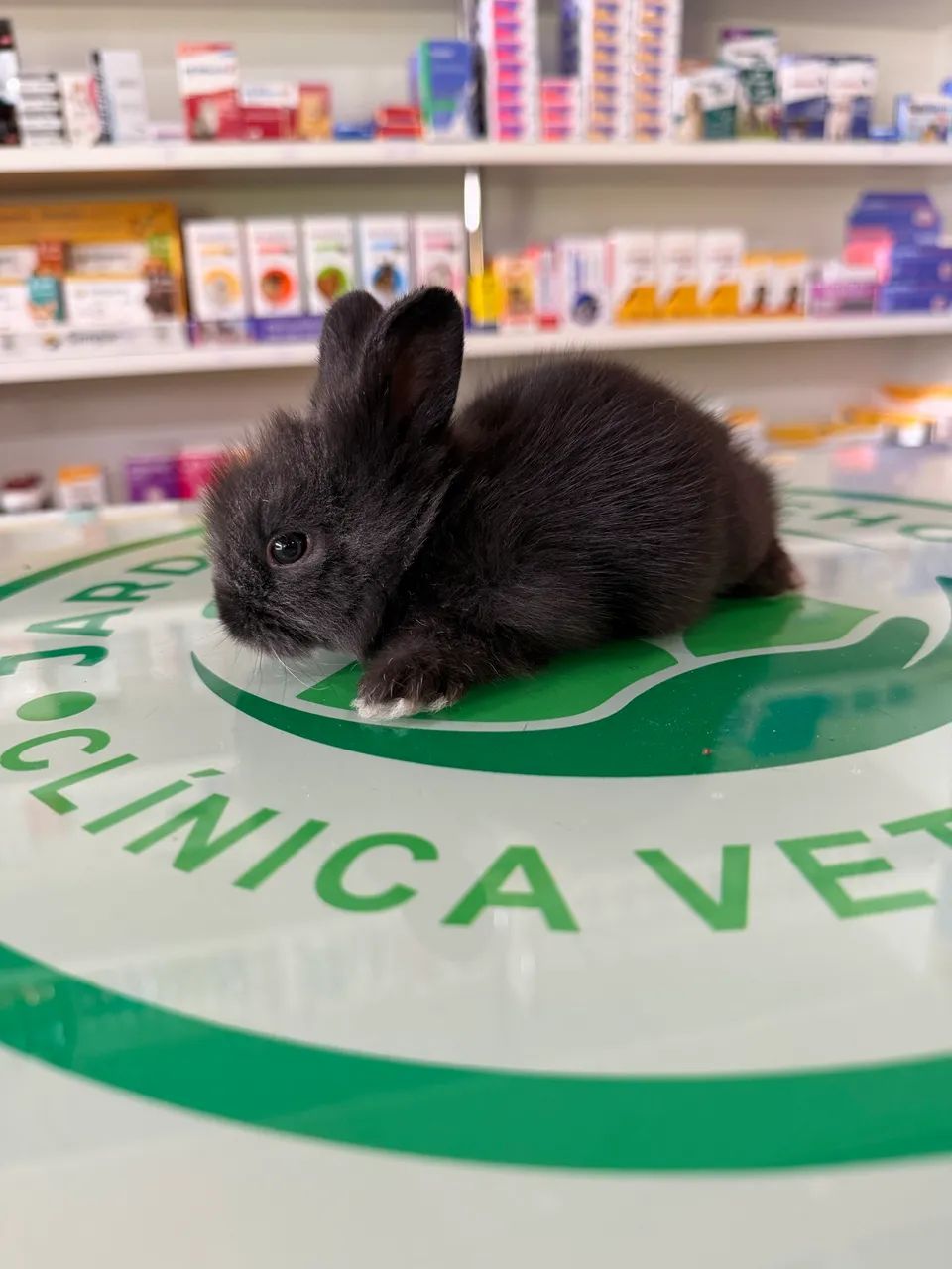 Coelhos Mini Lion - Foto 2