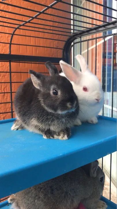 Coelho mini netherlend  - Foto 2