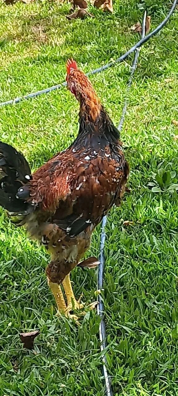 Galinha Sertaneja Balão (GSB)