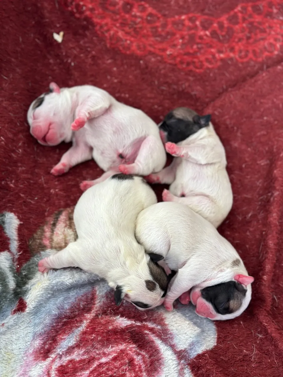 Filhotes de Bulldog Francês
