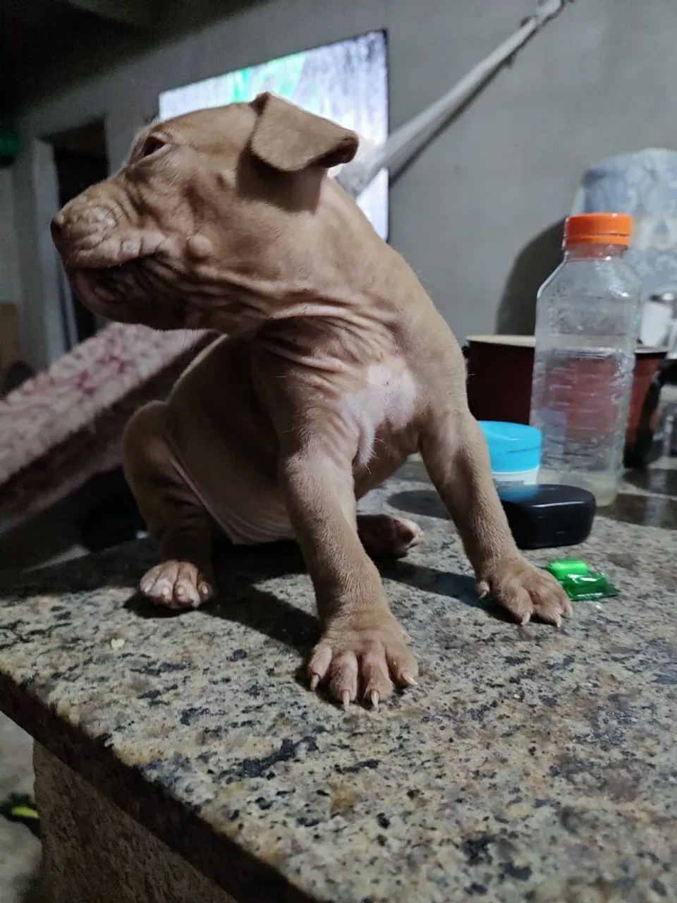 Filhote América bully 