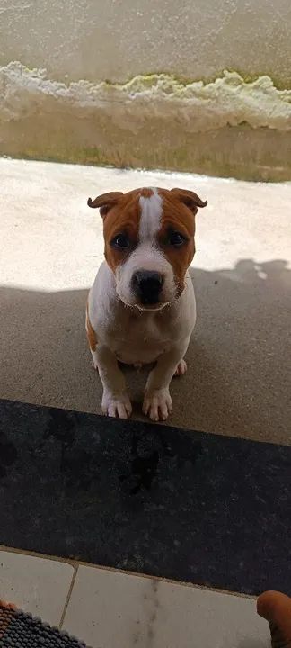 Filhote de Pitmonster  - Foto 3