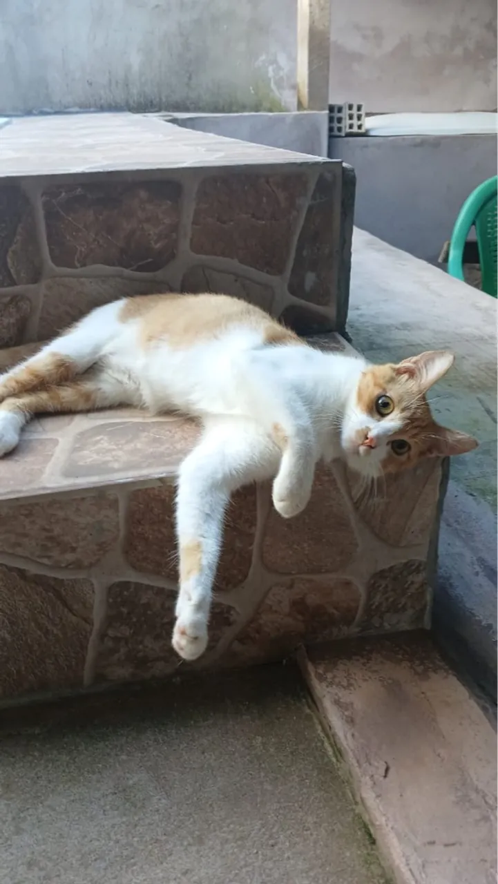 Gatinho Lindo e Charmoso para Adoção