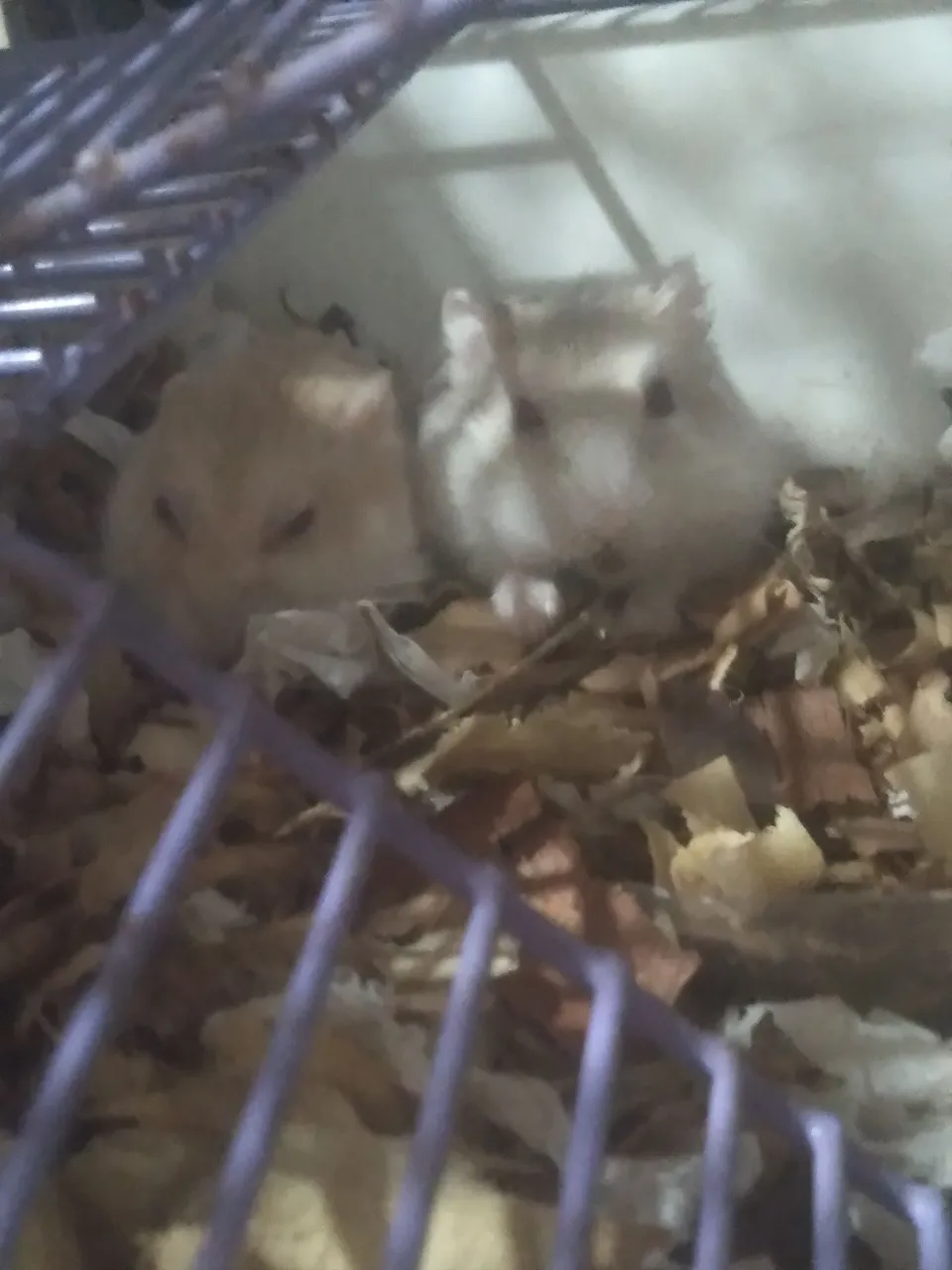 Hamsters Anões - Lindos e Adoráveis!