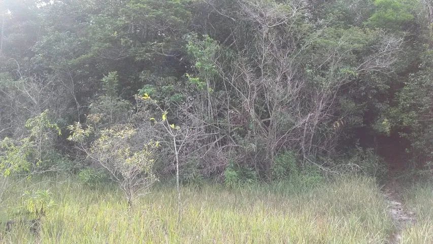 Fazenda de 161 ha (Venda) - Foto 3