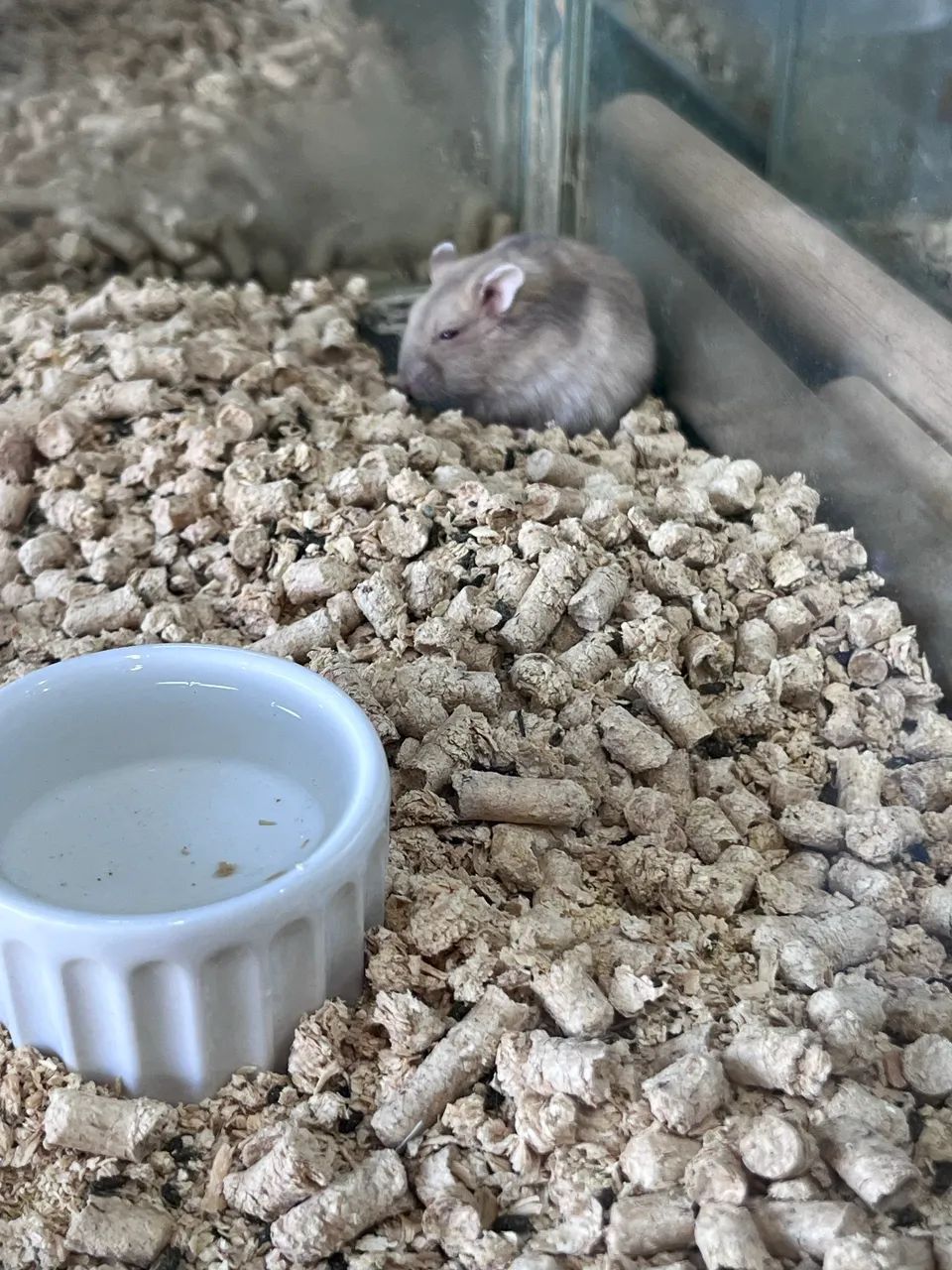 Hamster anão russo  - Foto 4